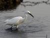 Aigrette